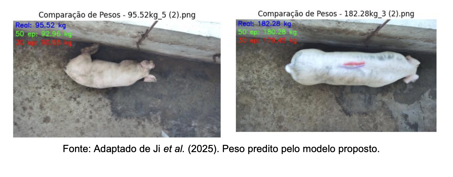 Exemplos de peso real e estimado a partir de fotografias de suínos.